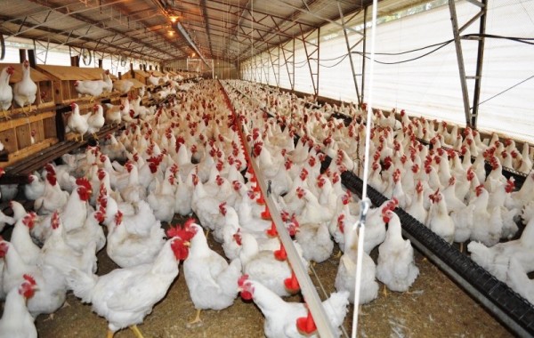 FROZEN CHICKEN / CUTS