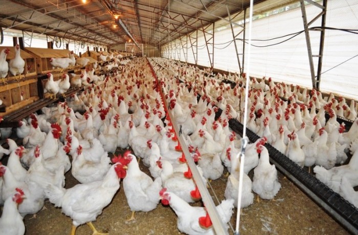 FROZEN CHICKEN / CUTS