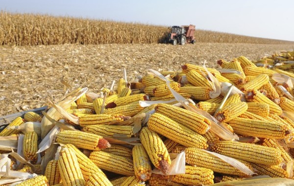 CORN