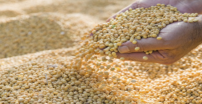 SOY BEANS